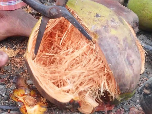 नारियल के छिलके का करें इस्‍तेमाल 