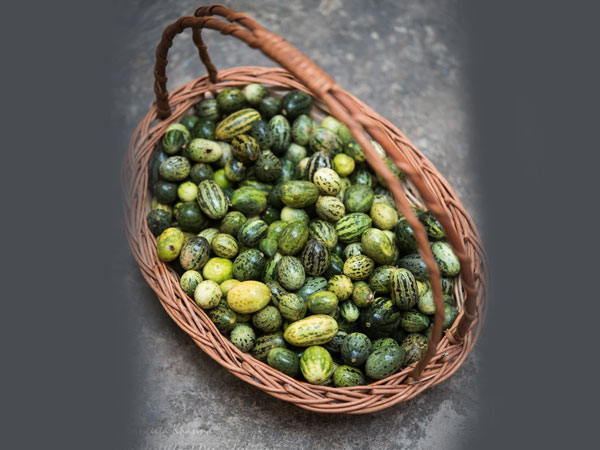 कचरी एंटी ऑक्सीडेंट गुणों से भरपूर होती है और इसमें