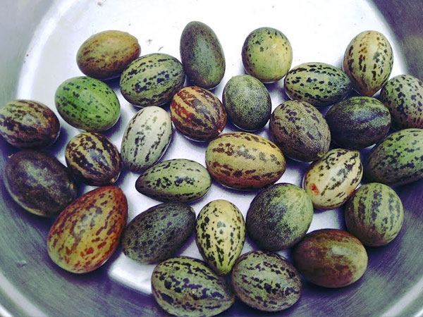 एंटीऑक्‍सीडेंट्स और प्रोटीन से भरपूर