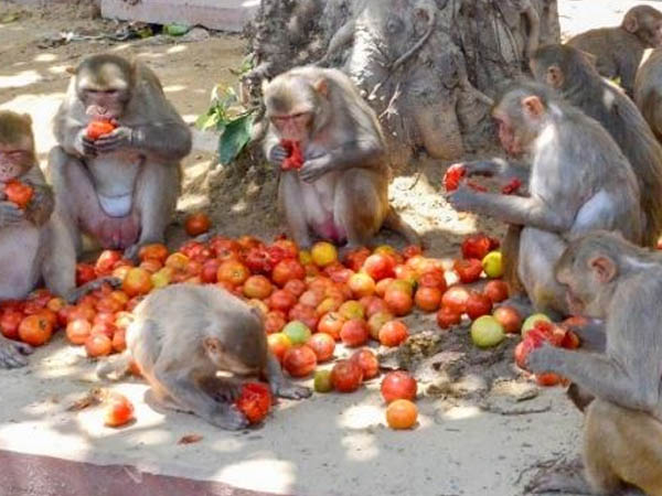 ऐसे फैल सकता है मंकी बी वायरस