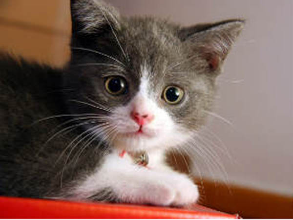 इसलिए सोती हैं बहुत अधिक इसलिए सोती हैं बहुत अधिक