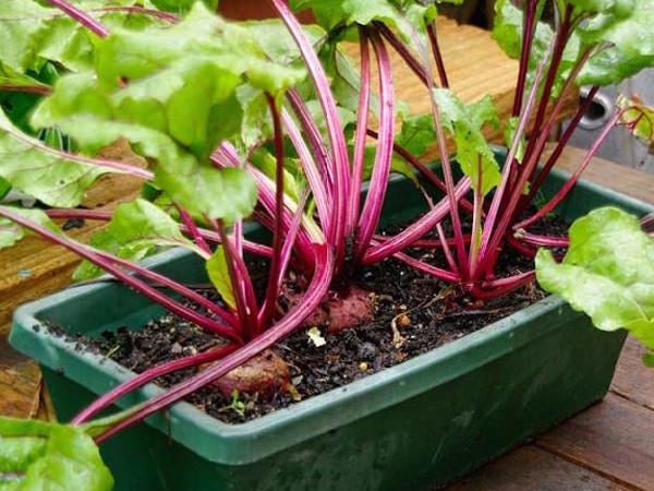 ऊपर से मिट्टी मिलाएं