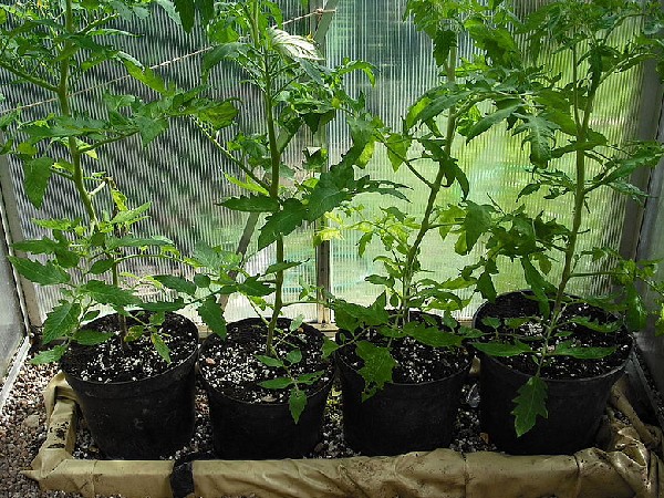 बहुत अधिक पानी से करें बचाव