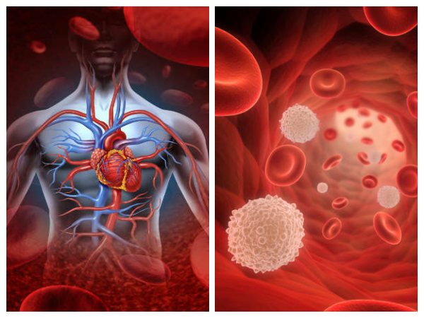 व्‍हाइट ब्‍लड सेल्‍स क्या हैं?