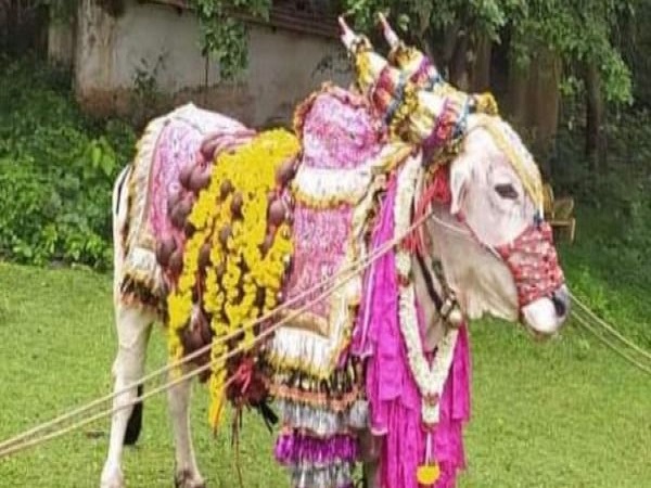 साल 2021 में पोला पर्व