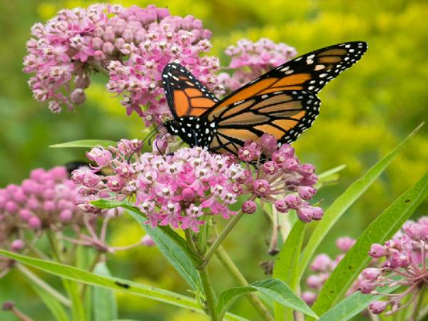 इन पौधों को गार्डन एरिया में दें जगह