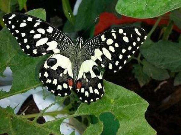 कीटनाशकों को कहें नो