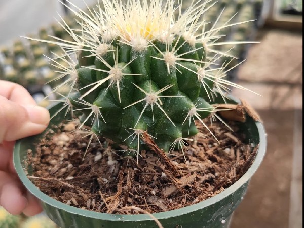 गोल्डन बैरल