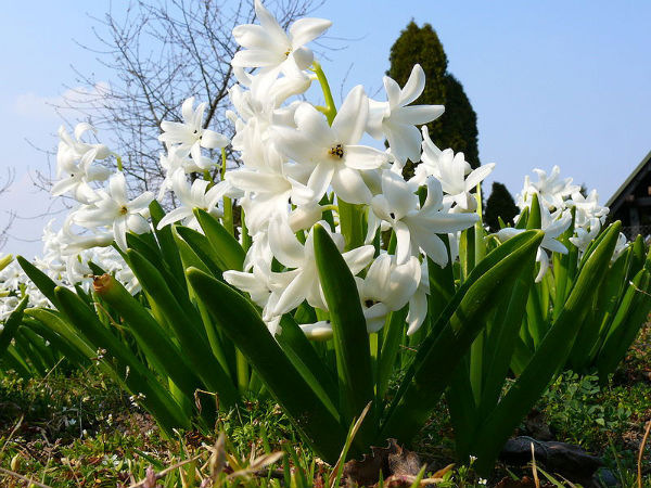 केतकी और सफेद फूल