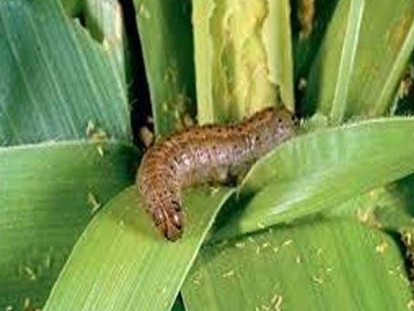 कीड़ों पर रखें नजर 