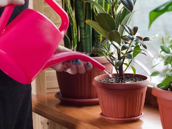 पानी देने की जरूरत को समझें