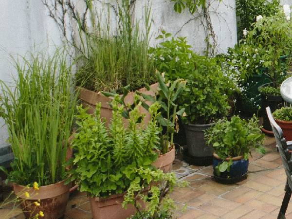 बड़े और लंबे पौधे