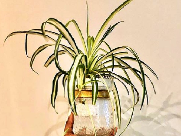 स्पाइडर प्लांट