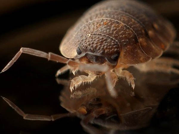 स्क्रब टाइफस से बचाव के उपाय