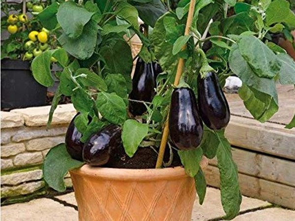 इन बातों कर रखें ध्यान