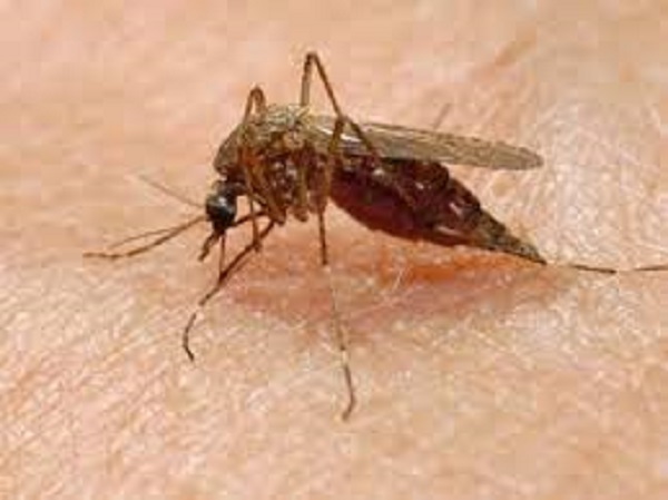 मलेरिया-रोधी गुण होते हैं