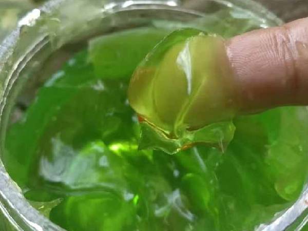 नागफनी से कैसे निकाले जेल