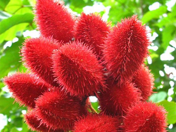 असली सिंदूर कैसे बनता है?