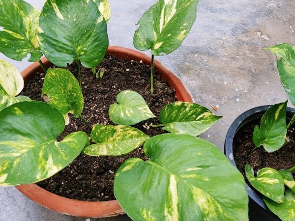 पौधे की कटिंग कैसे करें