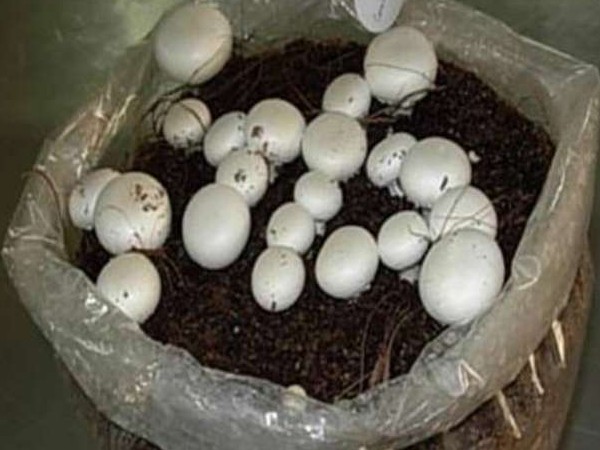 यूं करें बीजीकरण