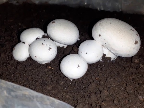 भूसा करें तैयार