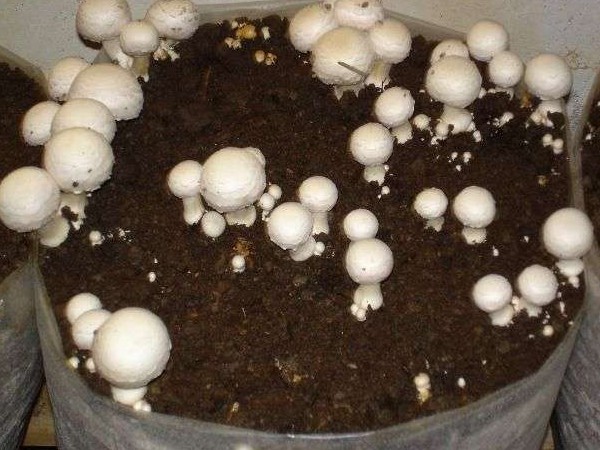 वेस्ट प्रॉडक्ट को बनाएं कंटेनर