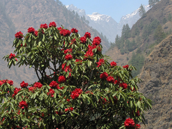 कैसे ये पौधा रोकेगा कोरोना के संक्रमण को