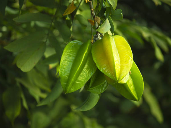 इसे स्टारफ्रूट क्यों कहा जाता है?