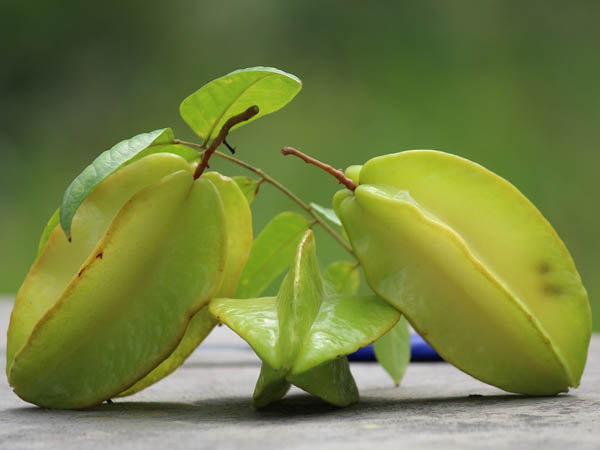 कमरख खाने के फायदे जानें यहां