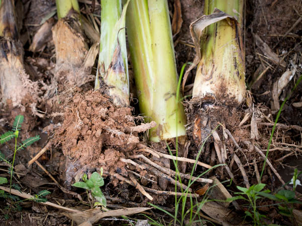 एसिडिटी कम करें