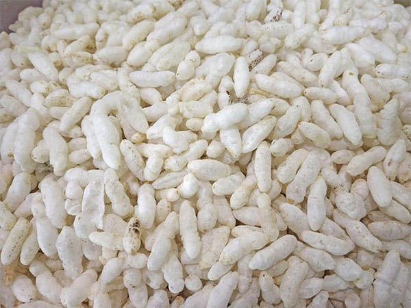 बेहतर पाचन तंत्र