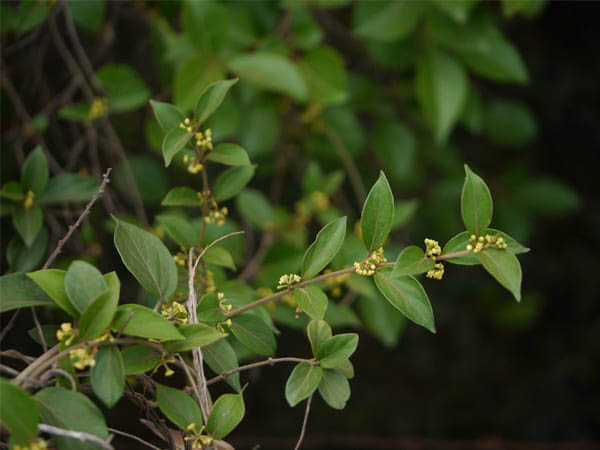 ऐसे है लाभदायक ऐसे है लाभदायक