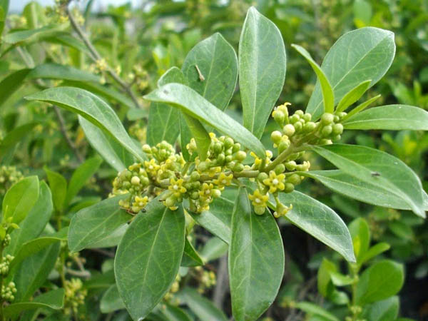 ऐसे करें गुड़मार का सेवन ऐसे करें गुड़मार का सेवन