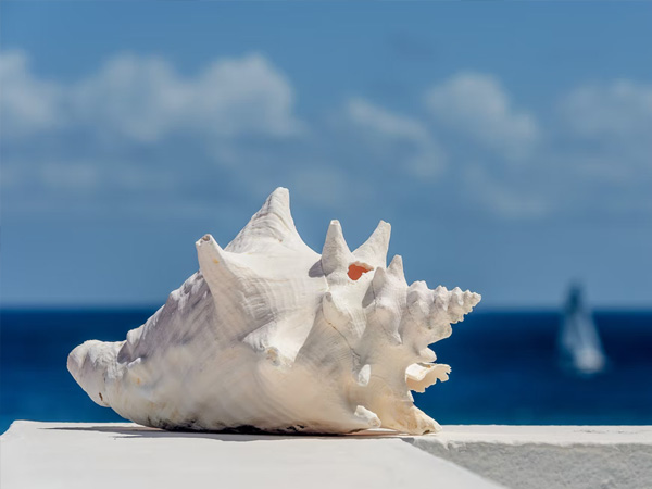 सी शेल का उपयोग 