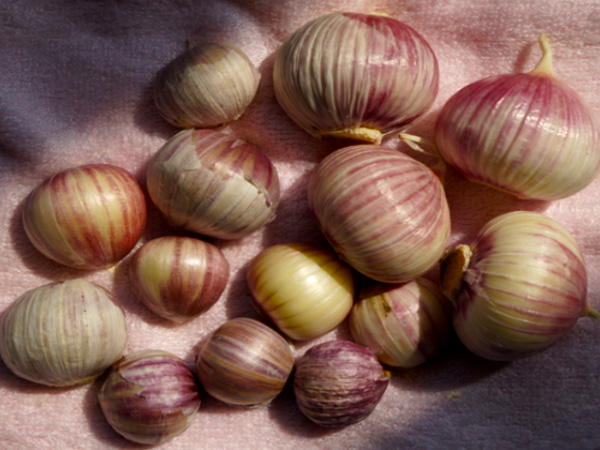 मधुमेह का प्रबंधन करता है