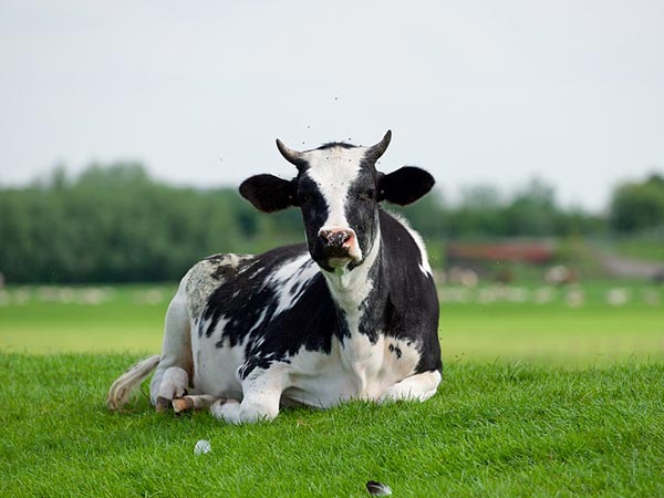 जर्सी गाय