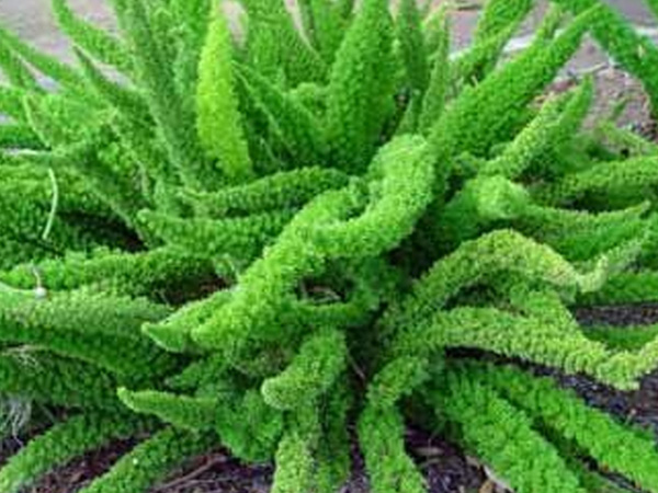 2. स्पाइडर प्लांट