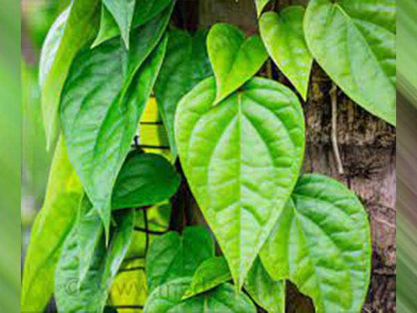 3. एलोवेरा