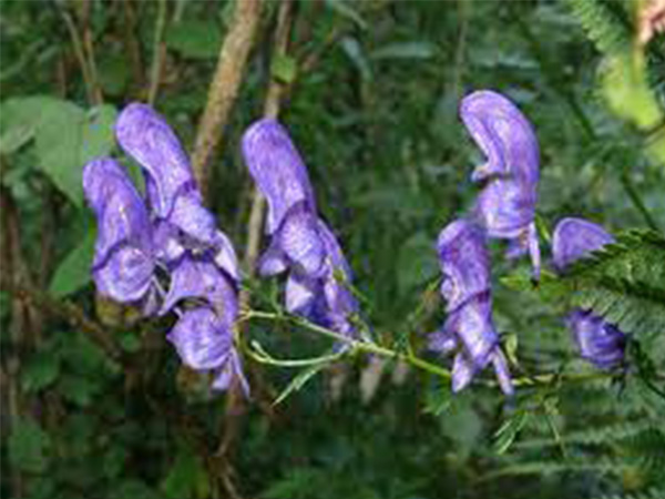 एक डिटॉक्सिफायर और इम्यूनिटी बूस्टर के रूप में करती है काम