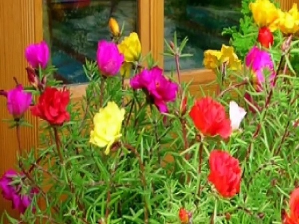 गुल-ए-शमा पोर्टुलाका