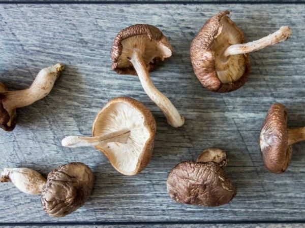 शिटाकी मशरूम