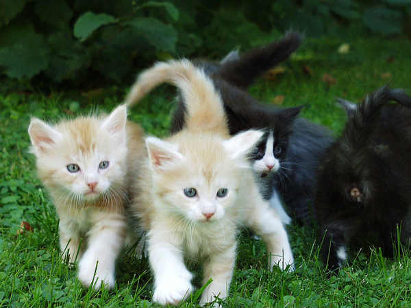 एक जैसी दो बिल्ली का दिखना