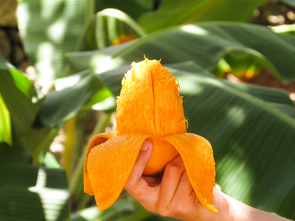 आम को कितनी देर तक भिगोना चाहिए? आम को कितनी देर तक भिगोना चाहिए?