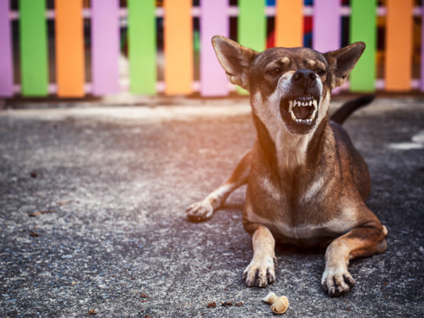 Superstitions surrounding dogs in hindi