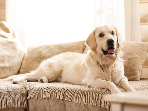  लैब्राडोर