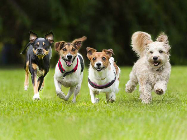  ये ब्रीड भी होती हैं फ्रैंडली