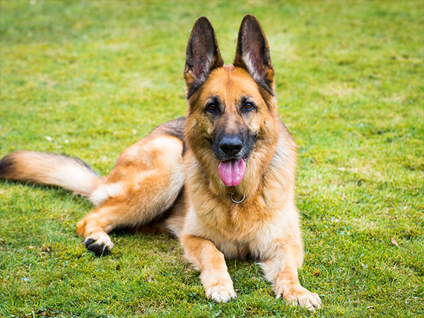 जर्मन शेफर्ड