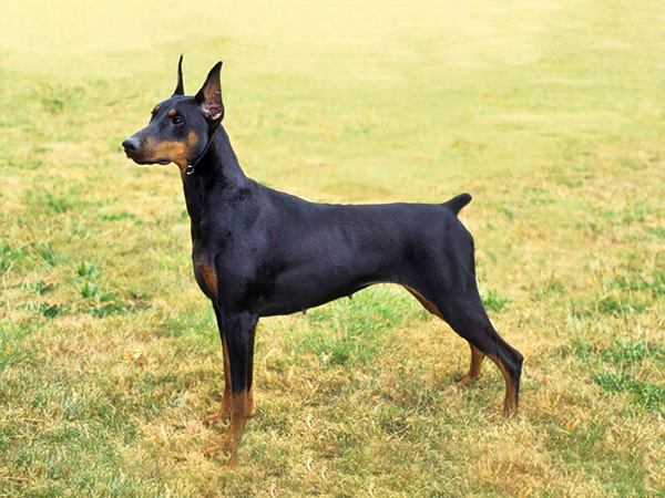 डॉबरमैन-