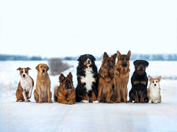 डॉग लेने से पहले इन तीन बातों पर ध्‍यान दें 