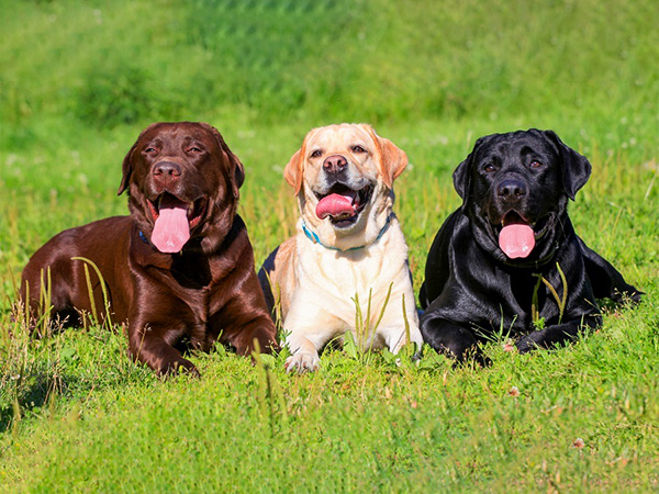 डॉग खरीदते वक्त इन बातों का ध्यान रखें